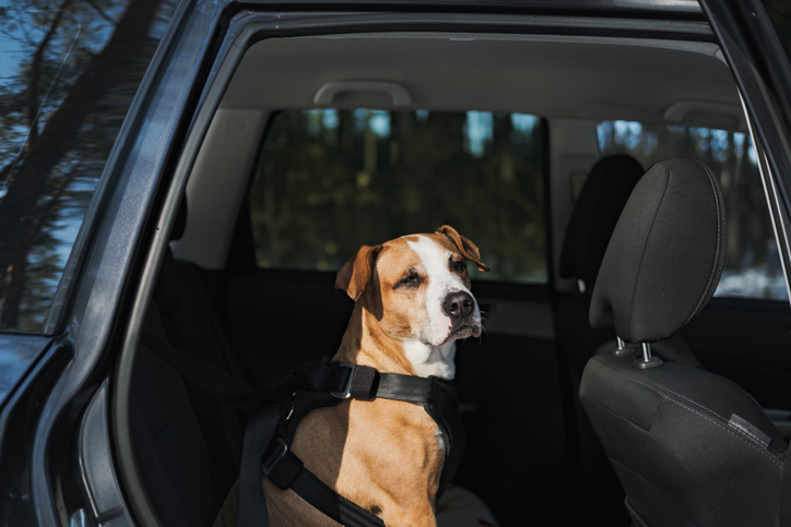 Voici comment transporter vos animaux domestiques en auto